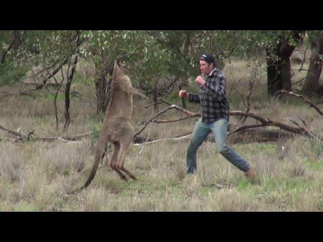 Sniper vs Kangaroo