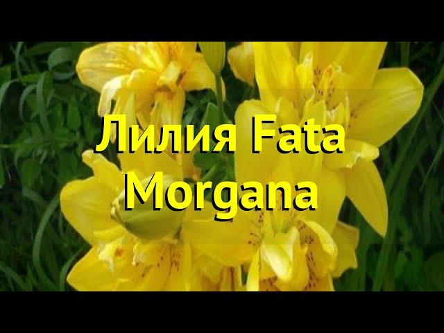 Лилия Фата Моргана. Краткий обзор, описание характеристик, где купить луковицы Fata Morgana