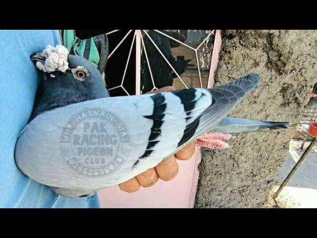 Old Racing Pigeon | Legend Pigeon Played Till 580km | Old Performer Breeder Racer Kabootar