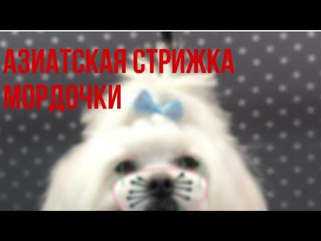 МАСТЕР-КЛАСС ПО СТРИЖКЕ БОЛОНКИ. АЗИАТСКАЯ МОРДОЧКА +УЗКИЕ ШТАНИШКИ