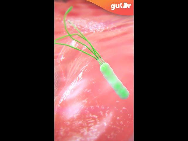 What is Gastritis and H. Pylori? | 3D #Shorts