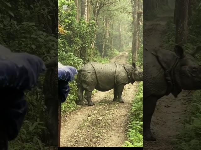 Internet hit this video #viralvideo #rhinoattack #rhino #nature #jungle #sauraha #bikash
