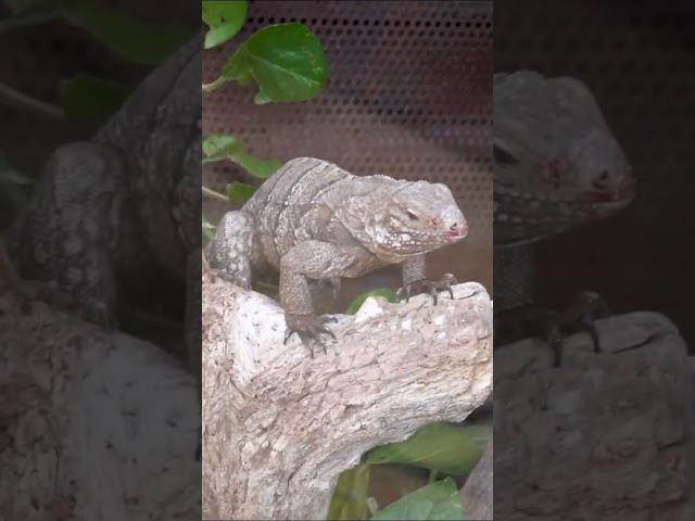 Rhinoceros Iguana vs. Common Basilisk: Epic Reptile Showdown!