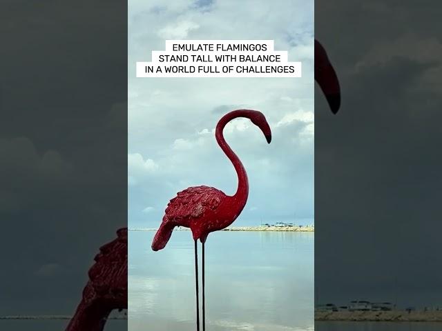 flamingo wisdom #inspiration #facts #animalwisdom #wisdom #animals #flamingo #wiseadvice #birds