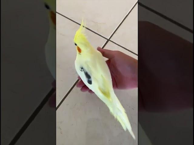 The Right Way of Picking up a Banana