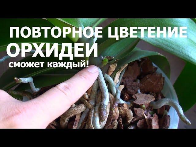 как заставить орхидею цвести?! ПОСМОТРИТЕ КАК ЛЕГКО - это может каждый!