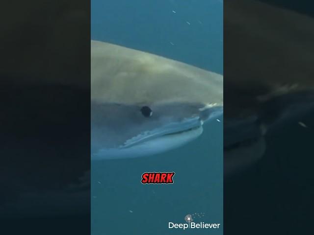 Boy’s Shocking Response After Shark Attack! | Deep Believer #faith #inspiration #shark