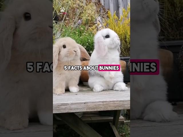 5 Bunny Facts that will blow your mind 