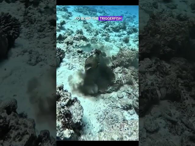 Octopus vs Triggerfish #octopus #sea #discovery #seacreatures #fight #usa #underwater