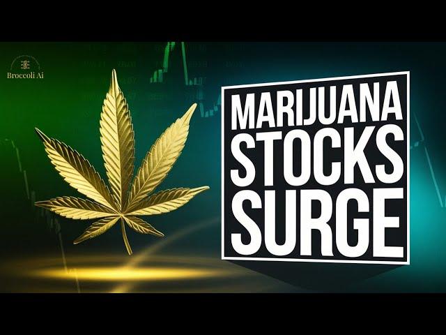  "7 Best Marijuana Stocks to Buy in 2025 "