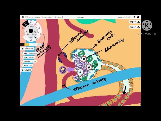 Structure of nephron