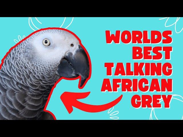 Worlds Best Talking African Grey Parrot Being Hilarious | Gizmo the Grey Bird