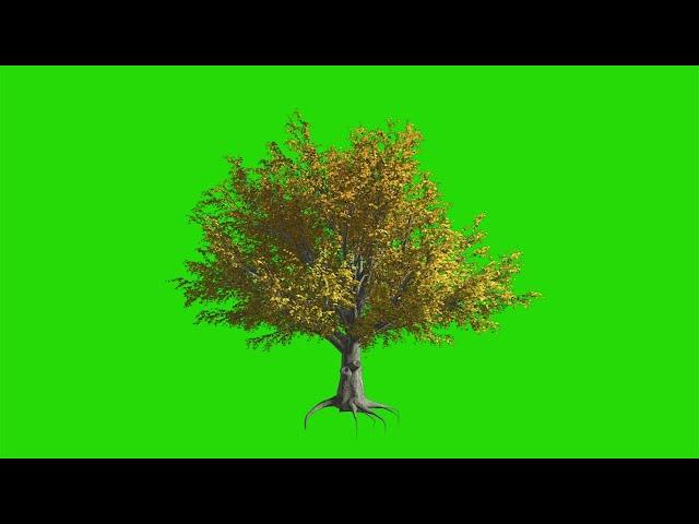 Green screen tree effects