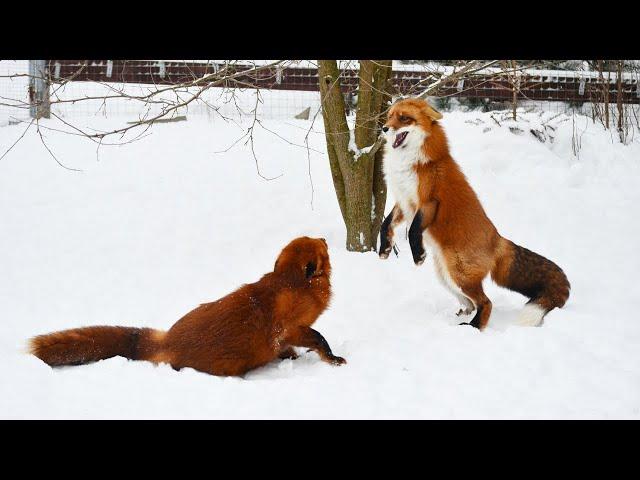 My foxes play strange games