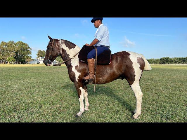 Caballo Tobiano alazan muy manso $2.800.000 LOSEQUINOS.COM