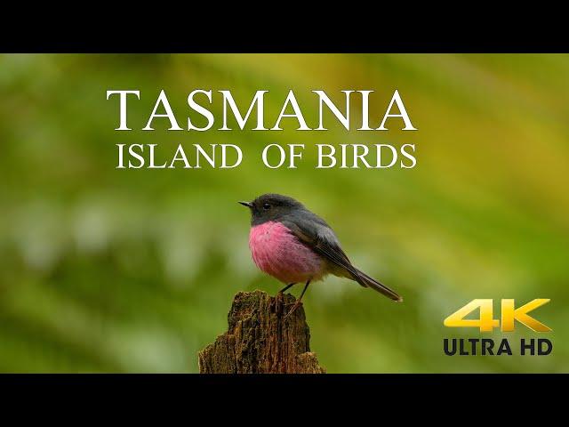 AUSTRALIA DOCUMENTARY 4K / TASMANIA Birds and Wildlife / Tasmania Island of Birds. #DiscoverTasmania