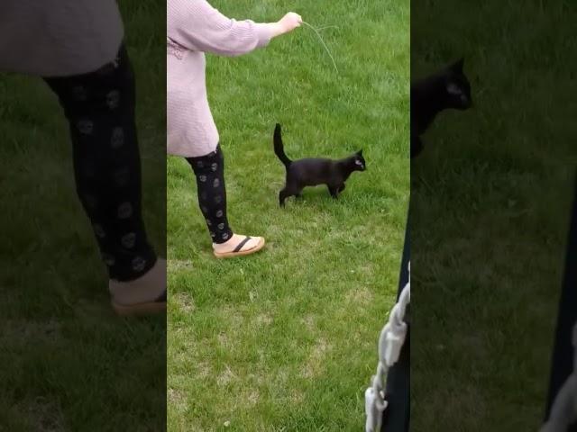 mom playing with shadow#cat#catlover#animallover#short