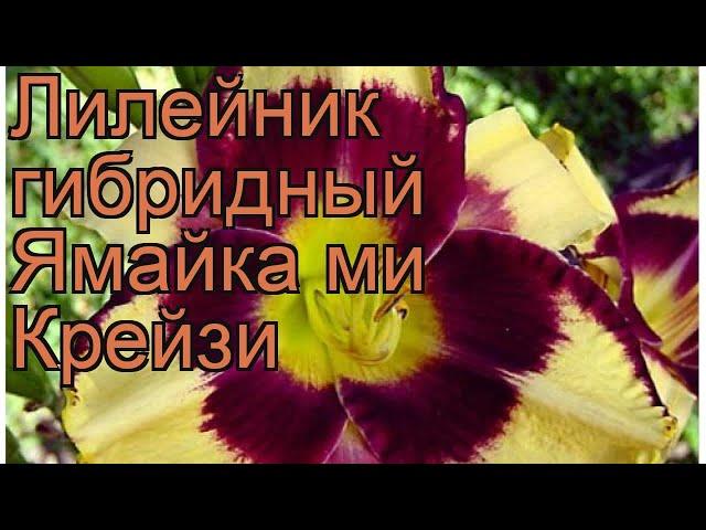 Лилейник гибридный Ямайка ми Крейзи  обзор: как сажать, рассада лилейника Ямайка ми Крейзи