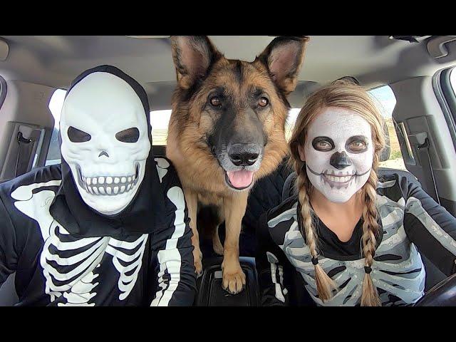 Skeleton Surprises T-Rex & Puppy with Car Ride Chase!