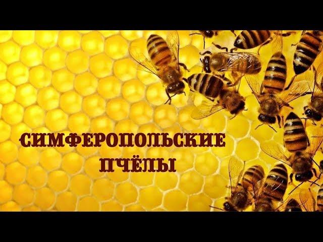 Симферопольские пчёлы