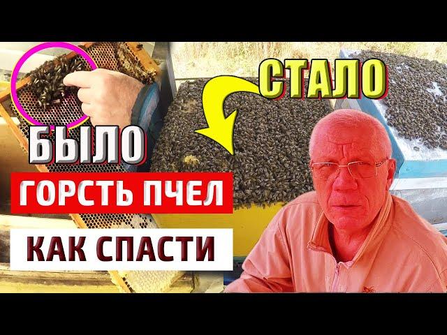 Слабые семьи  Матка и горсть пчел Как спасти пчел