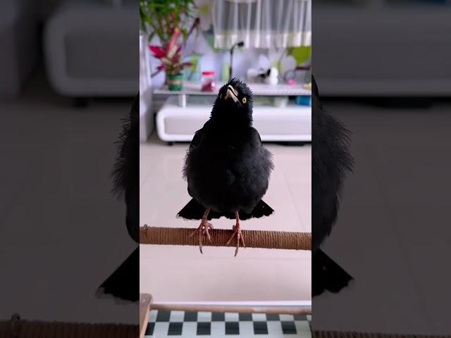 #五湖四海共中秋 #birds