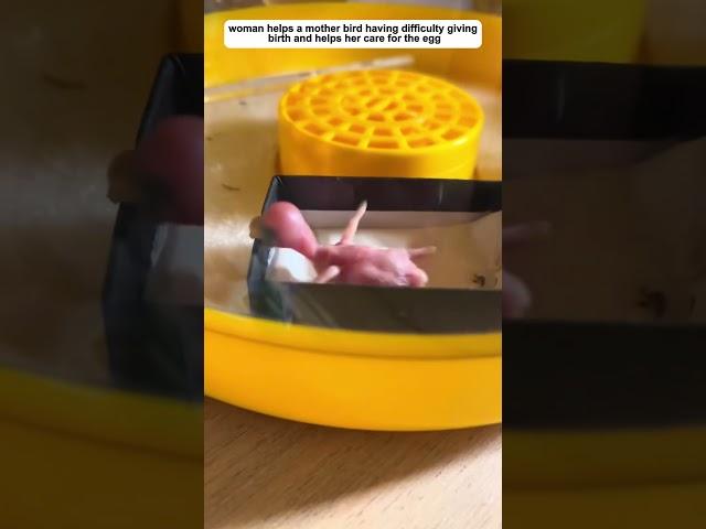 This woman helped the bird through a dangerous egg laying process and then