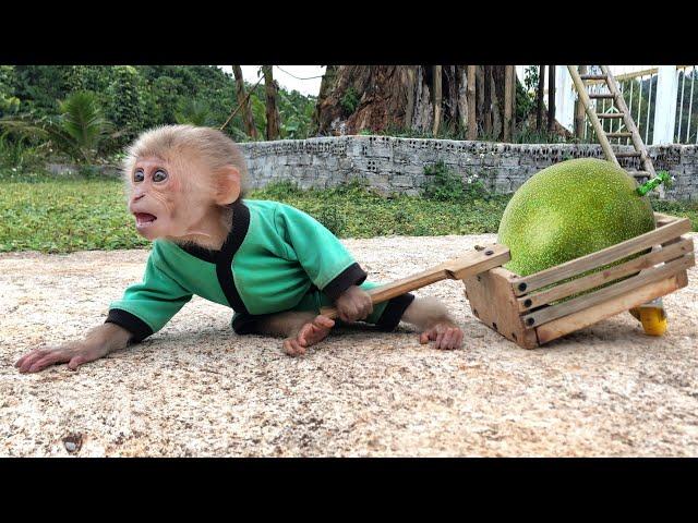 Monkey Bon works hard to harvest fruit, but they’re all unripe