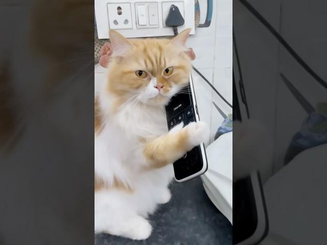 Billu#cat #billucat #catcomedy #viralcat #youtubeshorts #catvideo #billu