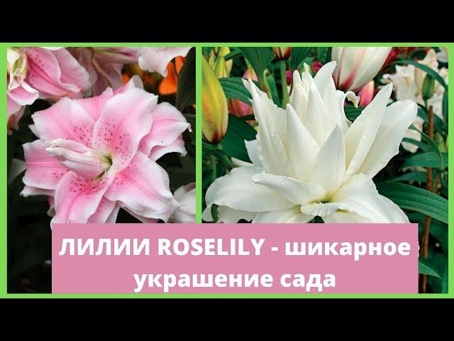 Лилии-розы RoseLily: советы по посадке и уходу в саду