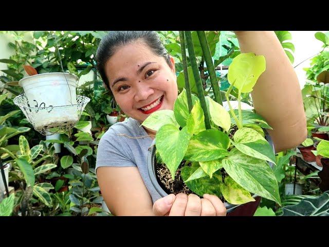 BAGONG STYLE NG PAGPAPATRAIL NG HALAMAN + BONGGANG SETS OF PLANTS FOR SALE TODAY!