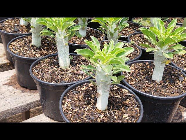 Pachypodium| rosas do deserto