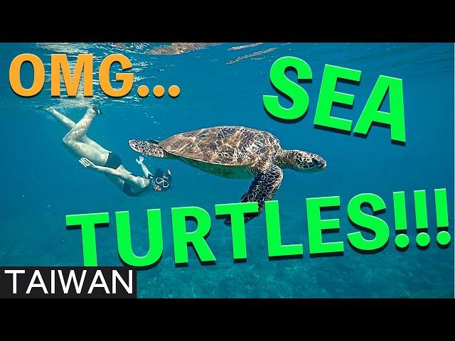 Cycling Taiwan Part 6 (RaD Ep 22) : Xiao Liu Qiu Island and Sea Turtles!