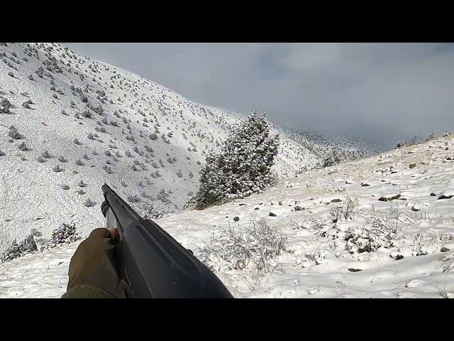 Karda keklik avı. Partridge hunting,охота на куропатку, chasse à la perdrix, صيد الحجل