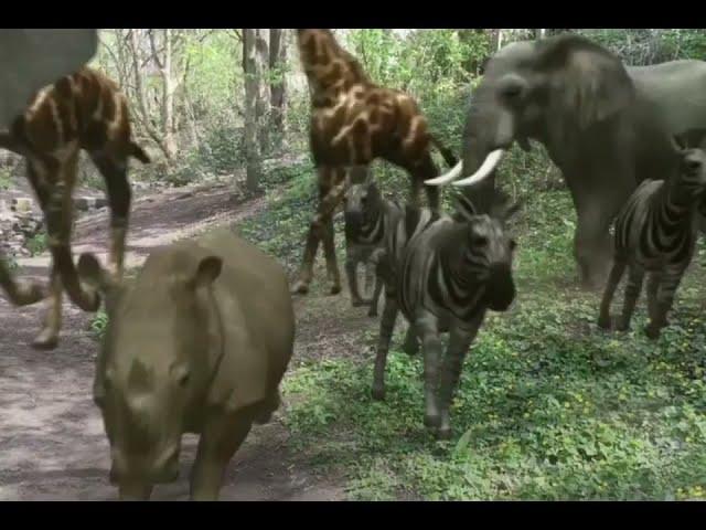 African animal stampede through the Wilderness!