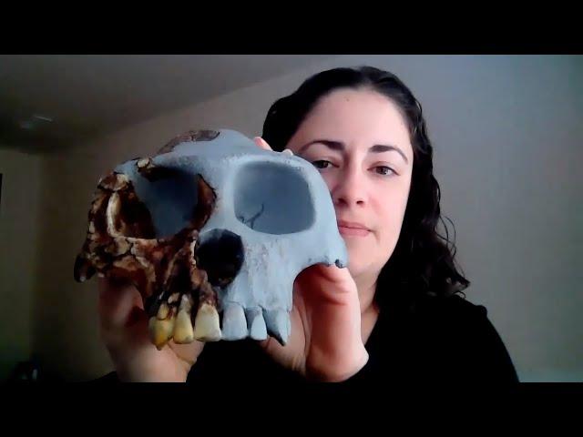Species Shorts: Ardipithecus ramidus