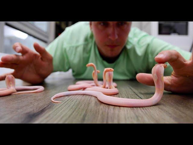 18 So Cute BUT So Deadly Baby Cobras