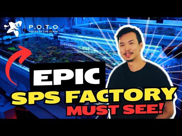 Exploring POTO's SPS Coral Factory: Every SPS LOVER's Dream!