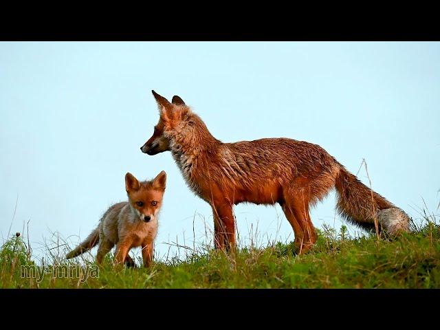 Fox tenderness