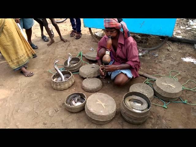 Snake bites Snake Charmer (HD)....