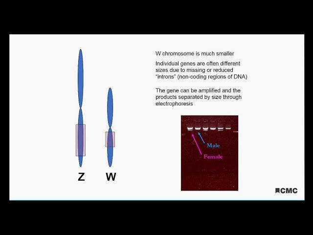 The WXYZs of Genetic Sexing in Birds