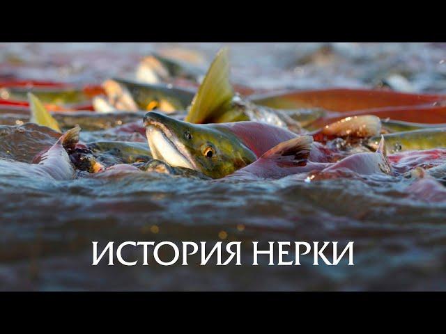 PRIRODA SHOW. Kamchatka. History sockeye. YUKZ. Kamchatka / LKZ Kamchatka.