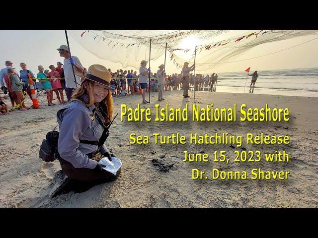 Padre Island National Seashore Sea Turtle Hatchling Release with Dr. Donna Shaver, 6/15/2023