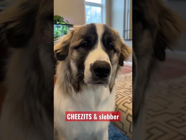 Dog slobber & cheezits 