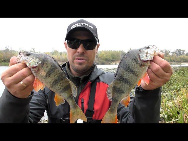 Found Perch on the Desna old riverbed. Perch fishing in October.