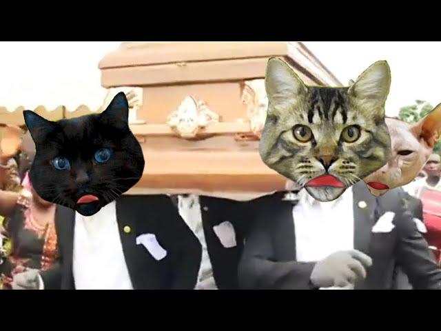 Astronomia - Coffin Dance Meme - Cat Cover (Official Music Video HD) Cats version by PushTheTempo