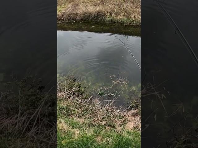 Perch on a nymph #perch #nymph #shorts