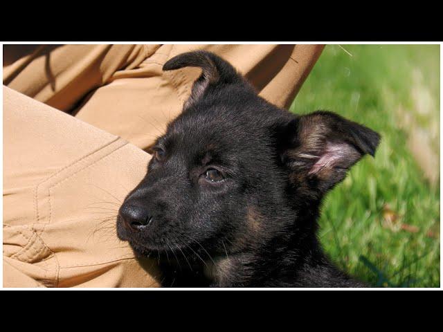 Highly Trainable and Eager to Work! | Kraftwerk K9 German Shepherds