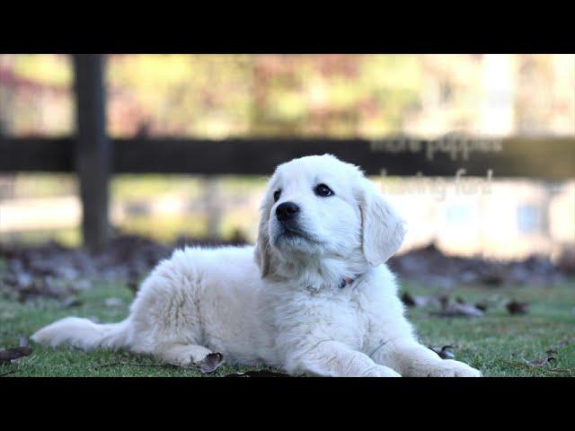 Training  8 Week Old English Golden Retriever Puppies (Molly/Luke Litter)