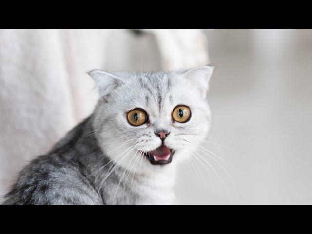 Try not to laugh Best funny animals cats and dogs videos